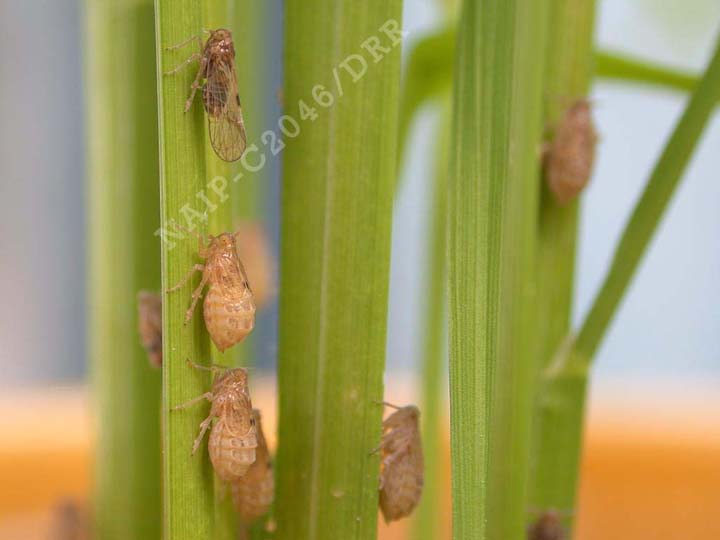 Brown Planthopper Adults